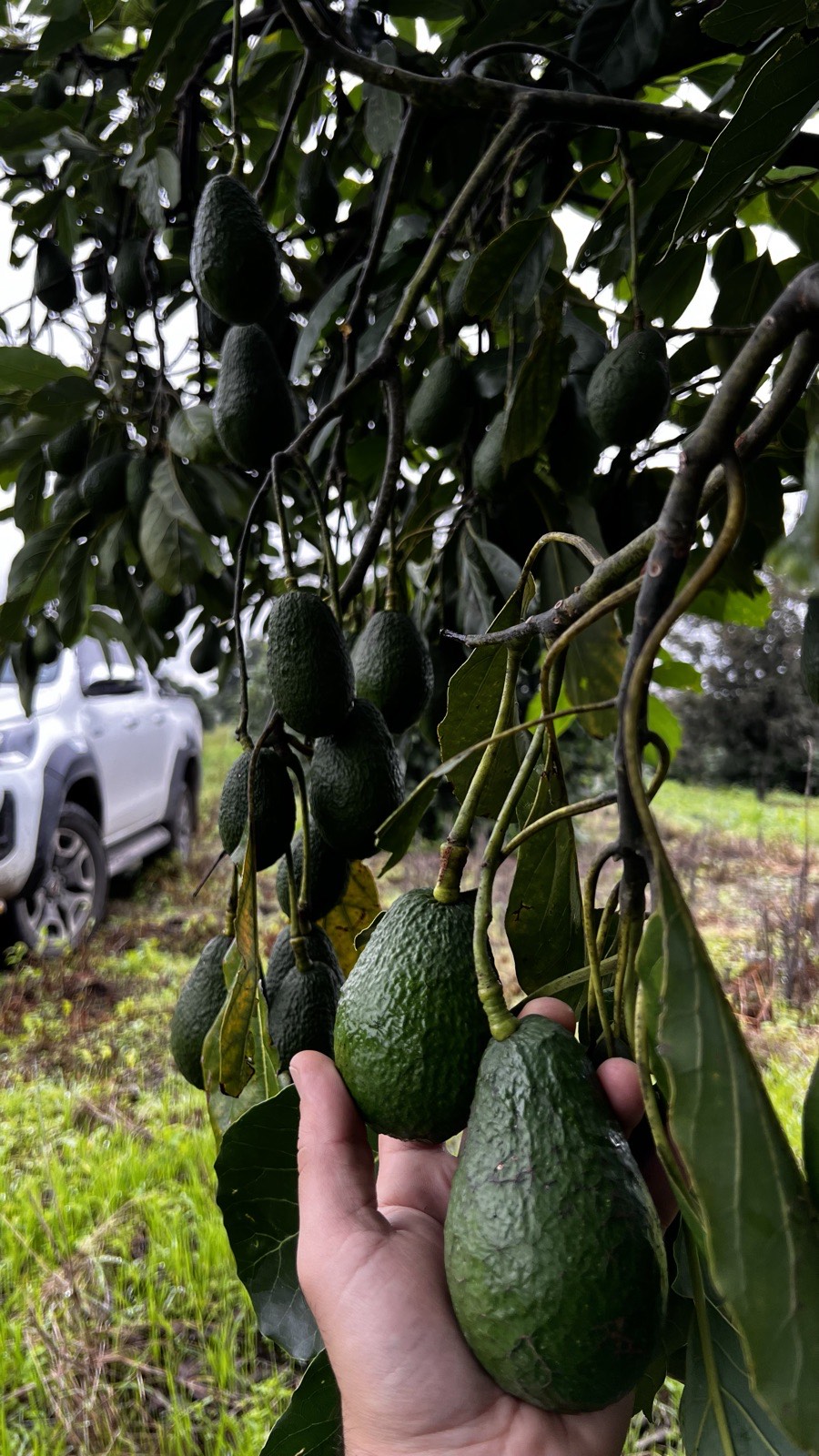 Paltas madurando en el árbol, con una mano que sostiene una fruta