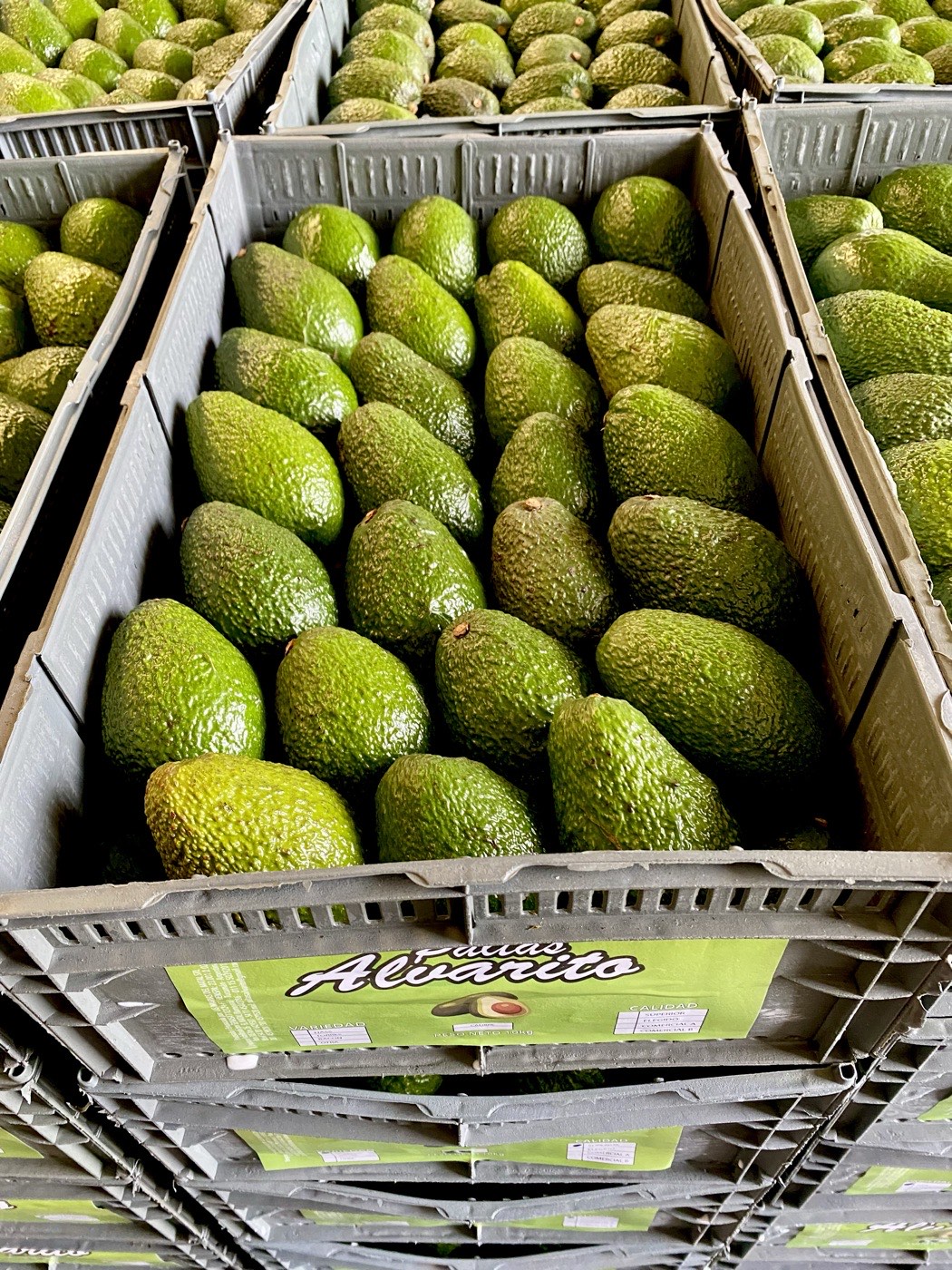 Cajones de paltas con la etiqueta de Paltas Alvarito