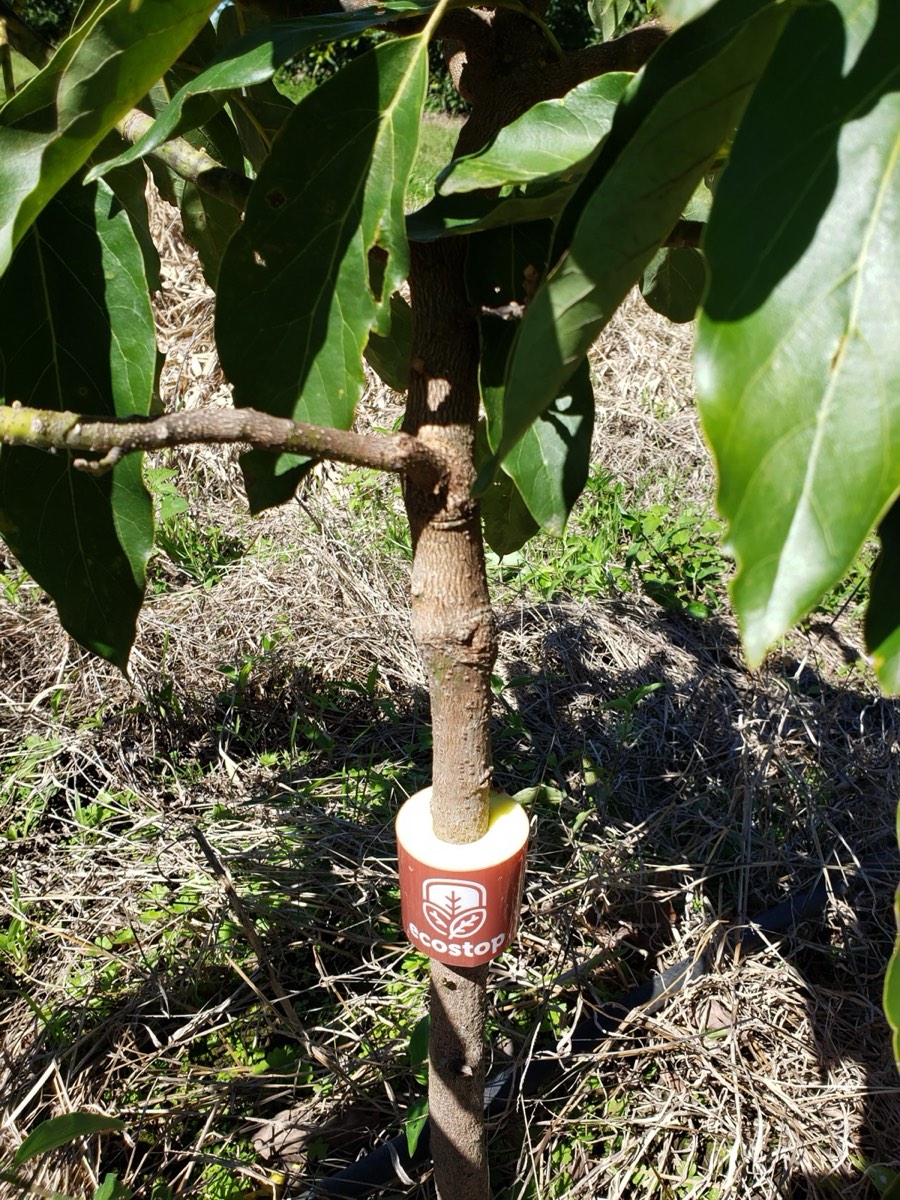 Barrera Ecostop colocada en el tronco de un palto joven
