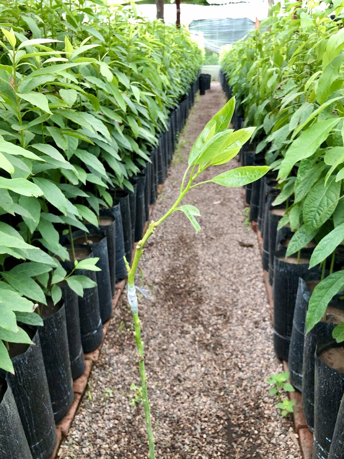 Pasillo entre hileras de plantines de palta en el Vivero del Matal